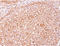 CD79a antibody, AM00232PU-T, Origene, Immunohistochemistry paraffin image 