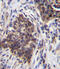 Lysosomal alpha-glucosidase antibody, 56-495, ProSci, Immunohistochemistry frozen image 