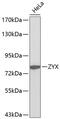 Zyxin antibody, 18-525, ProSci, Western Blot image 