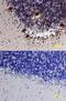 NLGN3 antibody, MAB6088, R&D Systems, Immunohistochemistry frozen image 