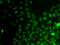 Interacts With SUPT6H, CTD Assembly Factor 1 antibody, STJ29512, St John