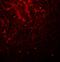 Lin-28 Homolog A antibody, A01966, Boster Biological Technology, Immunofluorescence image 