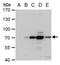 Mal, T Cell Differentiation Protein antibody, PA5-32199, Invitrogen Antibodies, Western Blot image 