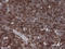T-cell surface glycoprotein CD1c antibody, LS-C337874, Lifespan Biosciences, Immunohistochemistry frozen image 