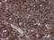 CD1c Molecule antibody, LS-C337874, Lifespan Biosciences, Immunohistochemistry frozen image 