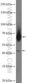 Ral GEF With PH Domain And SH3 Binding Motif 1 antibody, 13368-1-AP, Proteintech Group, Western Blot image 