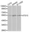 Autophagy Related 13 antibody, abx000825, Abbexa, Western Blot image 