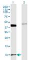 Myelin Associated Oligodendrocyte Basic Protein antibody, H00004336-M08, Novus Biologicals, Western Blot image 