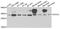 Syntaxin 1A antibody, STJ27540, St John