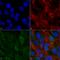 Phosphatidylinositol 3-Kinase Catalytic Subunit Type 3 antibody, LS-C773223, Lifespan Biosciences, Immunocytochemistry image 