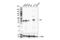 Linker For Activation Of T Cells antibody, 45533T, Cell Signaling Technology, Western Blot image 