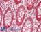 Thioredoxin antibody, LS-B14152, Lifespan Biosciences, Immunohistochemistry paraffin image 