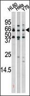 RAD9 Checkpoint Clamp Component A antibody, PA5-12668, Invitrogen Antibodies, Western Blot image 