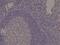Spastin antibody, NBP2-77421, Novus Biologicals, Immunohistochemistry frozen image 