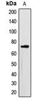 MTM1 antibody, MBS822222, MyBioSource, Western Blot image 