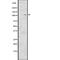 EPH Receptor A2 antibody, abx217745, Abbexa, Western Blot image 