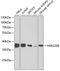 High Mobility Group 20B antibody, GTX33042, GeneTex, Western Blot image 