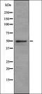 Olfactory Receptor Family 1 Subfamily I Member 1 antibody, orb335648, Biorbyt, Western Blot image 