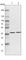 Aldo-Keto Reductase Family 1 Member A1 antibody, HPA027734, Atlas Antibodies, Western Blot image 