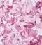 Collagen Type V Alpha 1 Chain antibody, 90009, QED Bioscience, Immunohistochemistry paraffin image 