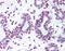 Sp1 Transcription Factor antibody, orb87502, Biorbyt, Immunohistochemistry paraffin image 