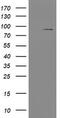 Transducin-like enhancer protein 1 antibody, TA800320AM, Origene, Western Blot image 