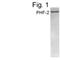 PHD Finger Protein 2 antibody, PA1-4120, Invitrogen Antibodies, Western Blot image 