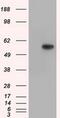 Thromboxane A Synthase 1 antibody, MA5-25163, Invitrogen Antibodies, Western Blot image 