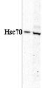 Heat Shock Protein Family A (Hsp70) Member 8 antibody, LS-C209588, Lifespan Biosciences, Western Blot image 
