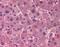 Alpha 2-HS Glycoprotein antibody, NBP1-02754, Novus Biologicals, Immunohistochemistry frozen image 