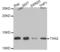 Thioredoxin 2 antibody, LS-C334943, Lifespan Biosciences, Western Blot image 