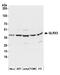 Glutaredoxin 3 antibody, A305-074A, Bethyl Labs, Western Blot image 