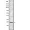 Translocator protein antibody, abx219161, Abbexa, Western Blot image 