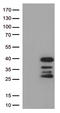 Dorsal Root Ganglia Homeobox antibody, LS-C796528, Lifespan Biosciences, Western Blot image 