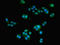 HOXA9 antibody, LS-C375909, Lifespan Biosciences, Immunofluorescence image 