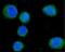 CD55 Molecule (Cromer Blood Group) antibody, M00910-4, Boster Biological Technology, Immunofluorescence image 