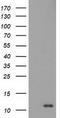 S100 Calcium Binding Protein A12 antibody, LS-B12392, Lifespan Biosciences, Western Blot image 