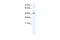 Potassium Channel Tetramerization Domain Containing 13 antibody, PA5-41082, Invitrogen Antibodies, Western Blot image 