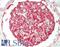 Integrin Subunit Alpha 3 antibody, LS-B13446, Lifespan Biosciences, Immunohistochemistry paraffin image 
