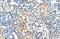 Zinc Finger Protein 274 antibody, PA5-40385, Invitrogen Antibodies, Immunohistochemistry frozen image 