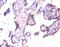 Exostosin Like Glycosyltransferase 3 antibody, CSB-PA03075A0Rb, Cusabio, Immunohistochemistry paraffin image 