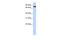 Potassium Voltage-Gated Channel Subfamily C Member 3 antibody, PA5-41024, Invitrogen Antibodies, Western Blot image 