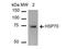 Heat Shock Protein Family A (Hsp70) Member 1A antibody, NBP2-59339, Novus Biologicals, Western Blot image 