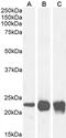 Corticotropin Releasing Hormone antibody, CL8859AP, Cedarlane Labs, Western Blot image 