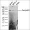 Serpin Family B Member 2 antibody, orb13635, Biorbyt, Western Blot image 