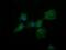 Dynamin 1 Like antibody, MA5-26250, Invitrogen Antibodies, Immunocytochemistry image 