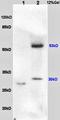 BPI Fold Containing Family B Member 1 antibody, orb11001, Biorbyt, Western Blot image 