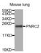 PNRC2 antibody, abx002323, Abbexa, Western Blot image 