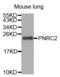 Proline Rich Nuclear Receptor Coactivator 2 antibody, abx002323, Abbexa, Western Blot image 