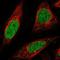 ATP Binding Cassette Subfamily A Member 5 antibody, HPA062904, Atlas Antibodies, Immunofluorescence image 